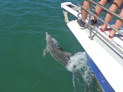 Dolphins swimming alongside boat