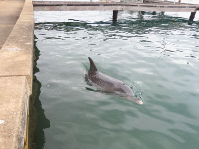 Mandurah dolphin swims under our jetty