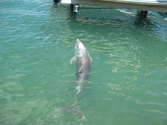 Dolphins often swim past our jetty at Port Sails Canal Villa Mandurah