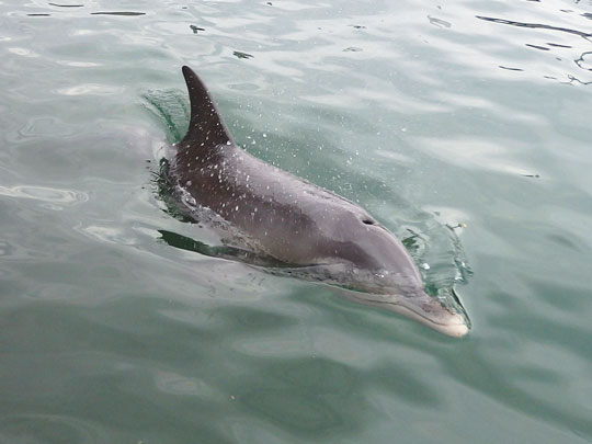 Local dolphon visits Port Sails Canal Villa's jetty