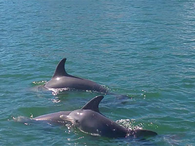 Mandurah Dolphin Tours stop to check out a dolphin swimming past our Mandurah holiday Rental