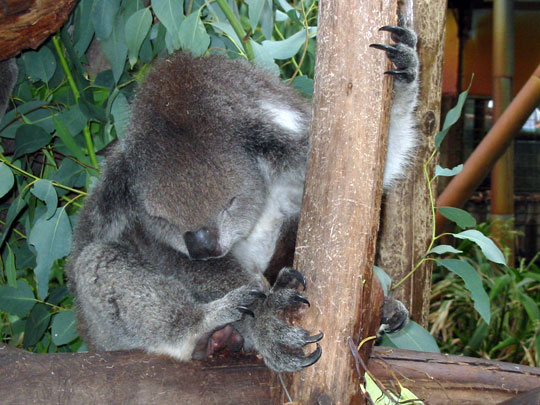 Visit the Koalas and their mates at Peel Zoo