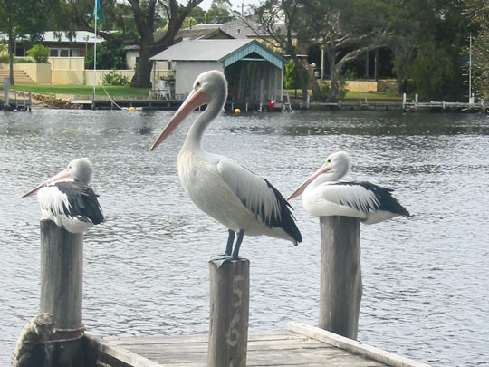 Pelicans relaxing at South Yanderup